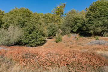 Fototapeta na wymiar Beautiful landscape of Palomar Mountain