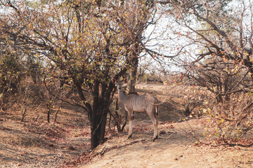 kudu in south africa