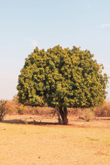 giant tree in south africa