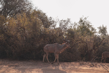 kudu in Kruger in africa