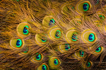 Spread colorful peacock feathers, beautiful pattern with eyes.