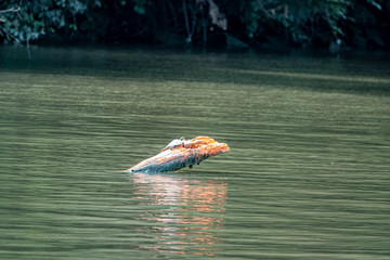 Turtle on a River Log