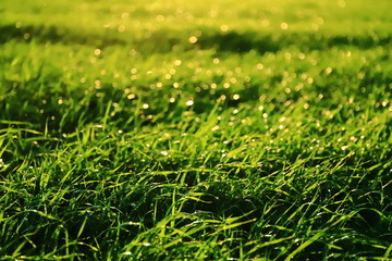 Green meadow in the sun after rain, background