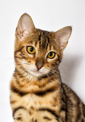 Bengal kitten looks up on a white background