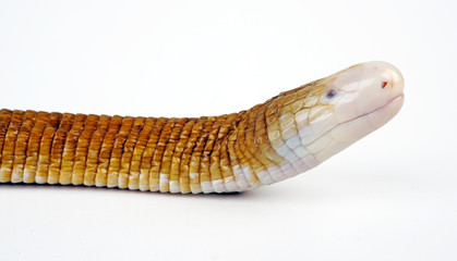 Rote Doppelschleiche (Amphisbaena alba) -  red worm lizard