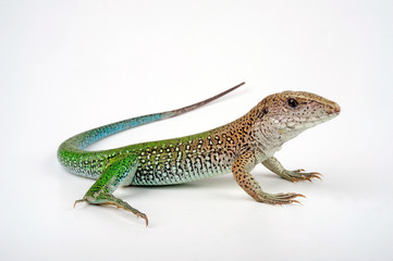 Grüne Ameive (Ameiva ameiva) - giant ameiva, green ameiva,