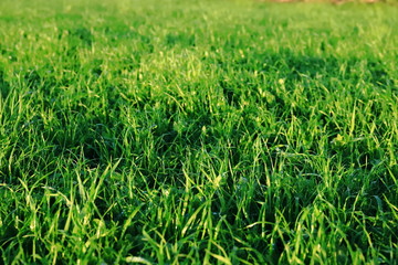 Green meadow in the sun after rain, background