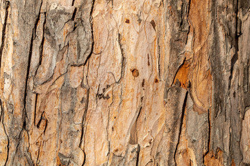 Brownish Tree Bark Texture Close Up