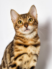 Bengal kitten looks up on a white background