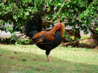 Crazy rooster