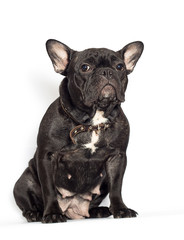french bulldog dog on a white background