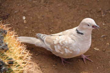 pigeon on sand