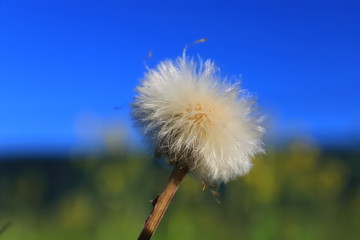 White dandelion close-up on a background of blue sky