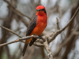 A specimen of a scarlet flycatcher