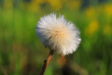 White dandelion close-up on a background of green grass