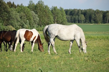 Obraz na płótnie Canvas Domestic horses graze in a green meadow on a warm sunny day