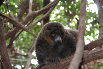 lemur