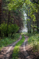 Beautiful dirt road in summer forest with birch and pine trees