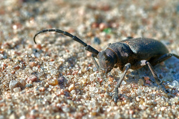 large insect barbel beetle crawls on sand with large grains  macro shooting