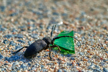 large insect barbel beetle crawls on sand with large grains  macro shooting
