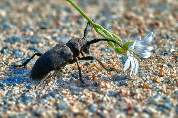 large insect barbel beetle crawls on sand with white flower in macro
