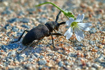 large insect barbel beetle crawls on sand with white flower in macro