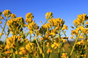 Yellow wildflowers on a background of blue sky