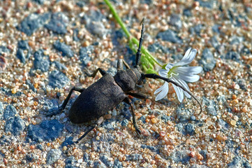 large insect barbel beetle crawls on sand with white flower in macro