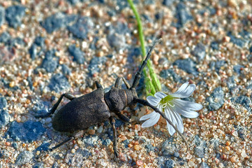large insect barbel beetle crawls on sand with white flower in macro