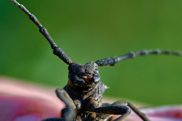 large insect beetle barbel in hands close up macro