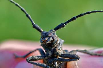 large insect beetle barbel in hands close up macro