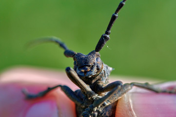 large insect beetle barbel in hands close up macro