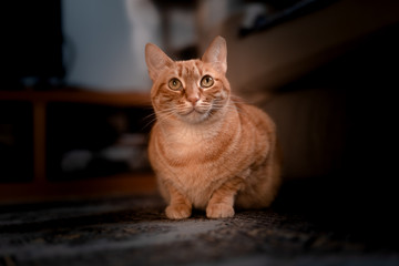 gato adorable de color naranja mira hacia arriba