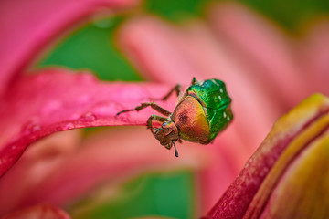 Green bug on an pink flower  with raindrops in macro