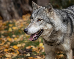 Tundra Wolf Roman Triple D in Fall colors