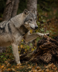 Tundra Wolf Roman Triple D in Fall colors