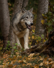 Obraz premium Tundra Wolf Roman Triple D in Fall colors