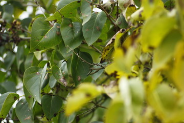green leaves on a tree