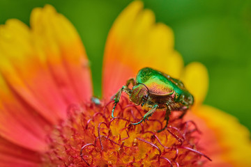 Green bug on an red yellow flower  with raindrops in macro