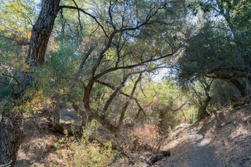 Hiking on the Pacific Crest Trail
