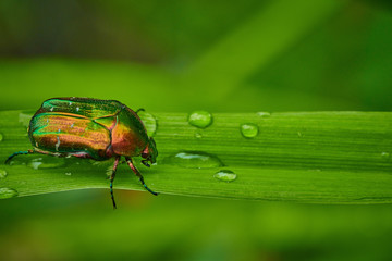 Green bug on an blade of grass  with raindrops in macro