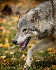 Fototapeta premium Tundra Wolf Roman Triple D in Fall colors