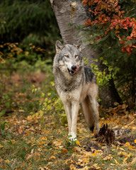 Tundra Wolf Roman Triple D in Fall colors