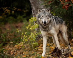 Tundra Wolf Roman Triple D in Fall colors