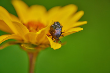 Black bug on an yellow flower  with raindrops in macro