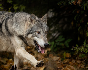 Tundra Wolf Roman Triple D in Fall colors