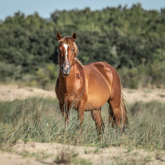 wild horse
