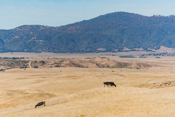 Obraz premium Cow on the Pacific Crest Trail