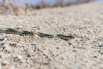 Snake crawling on the Pacific Crest Trail