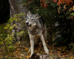 Naklejka na ściany i meble Tundra Wolf Roman Triple D in Fall colors